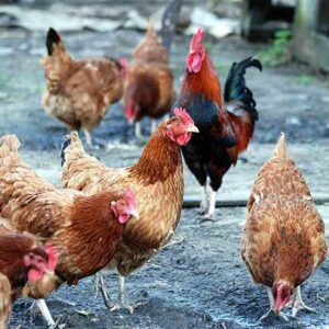 The Chicken Keeper’s Library Image